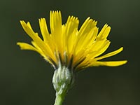 Hieracium glaucum